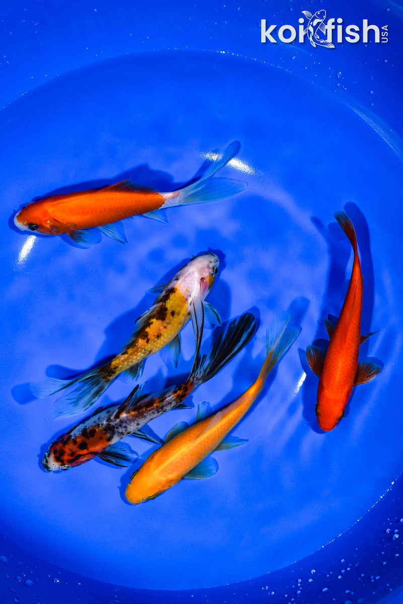 PACK OF (5) 4.75"-5.25" ASSORTED GOLDFISH