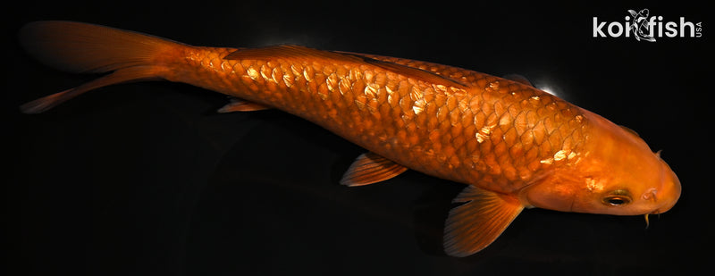 9.25" GINRIN CHAGOI