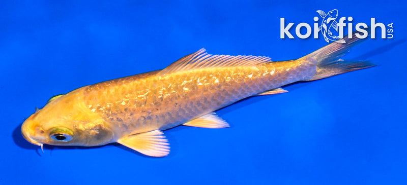 4.5" GINRIN YAMABUKI OGON