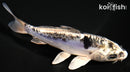 5.25" KIKOKURYU