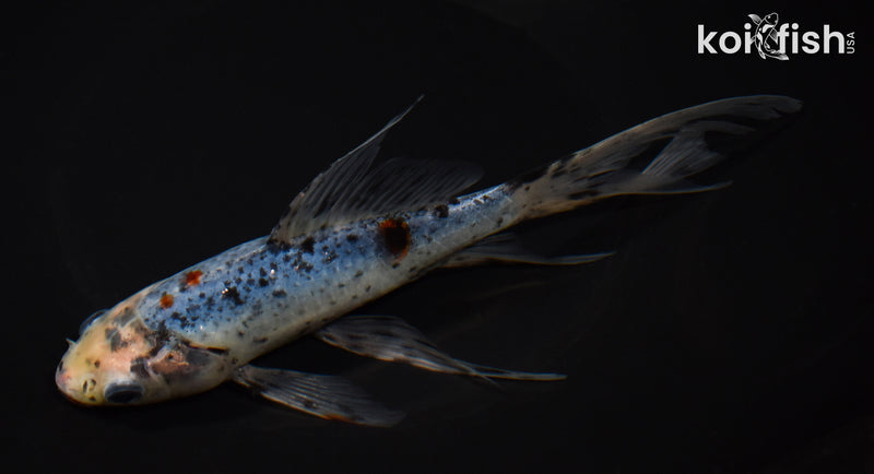 7.75" SHUBUNKIN GOLDFISH