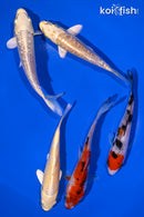 PACK OF (5) 4.25-4.75" STANDARD KOI