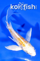 4" ARAGOKE HARIWAKE BUTTERFLY