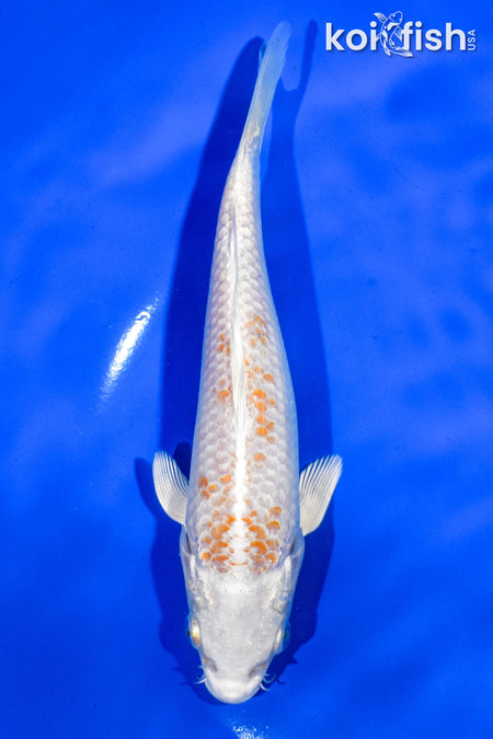 6.5" HARIWAKE