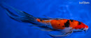 9.5" SANKE BUTTERFLY