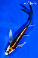 5.5" ARAGOKE BENI KIKOKURYU BUTTERFLY