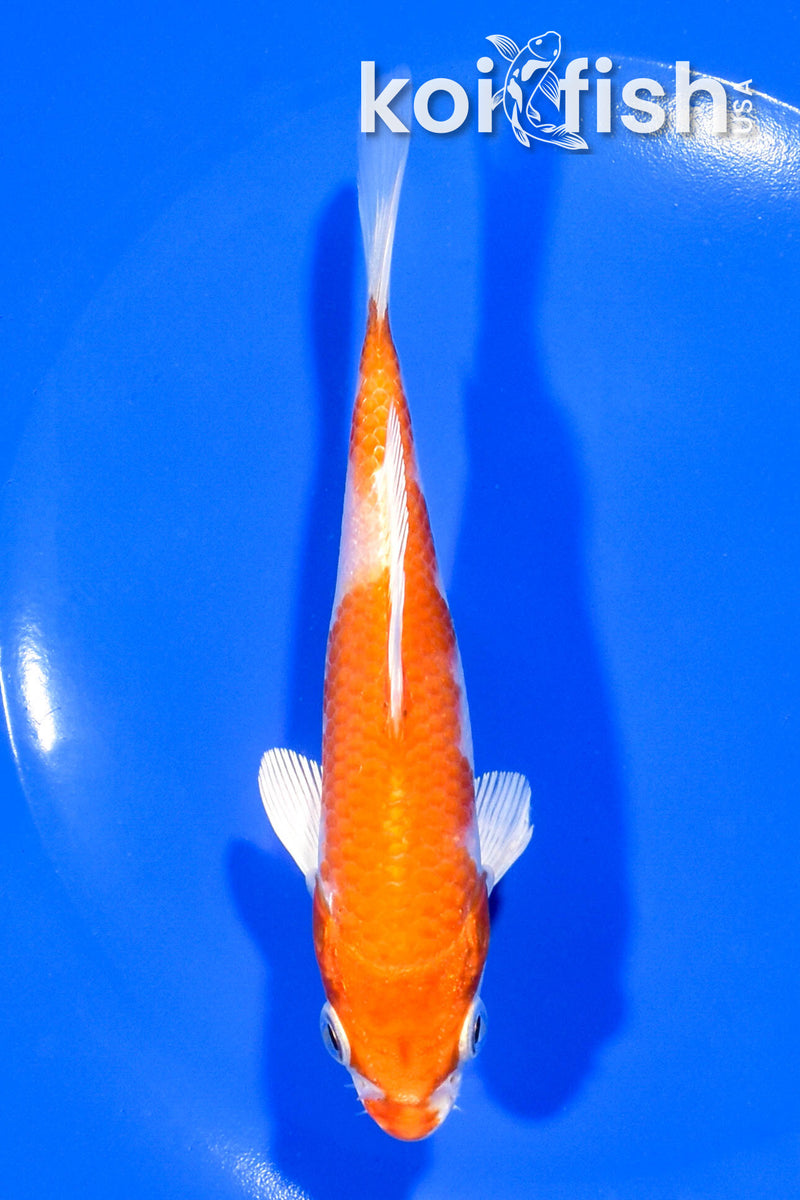 5.25" HARIWAKE