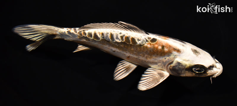 7.25" BENI KIKOKURYU