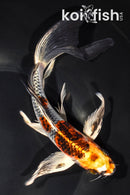 8.25" KUJAKU BUTTERFLY