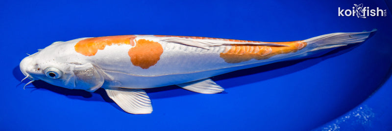 13" KIKUSUI