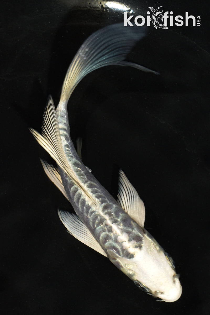 5.5" ARAGOKE KIKOKURYU BUTTERFLY