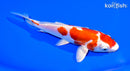 6.5" KIKUSUI