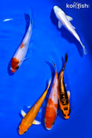 PACK OF (5) 4-5" STANDARD KOI