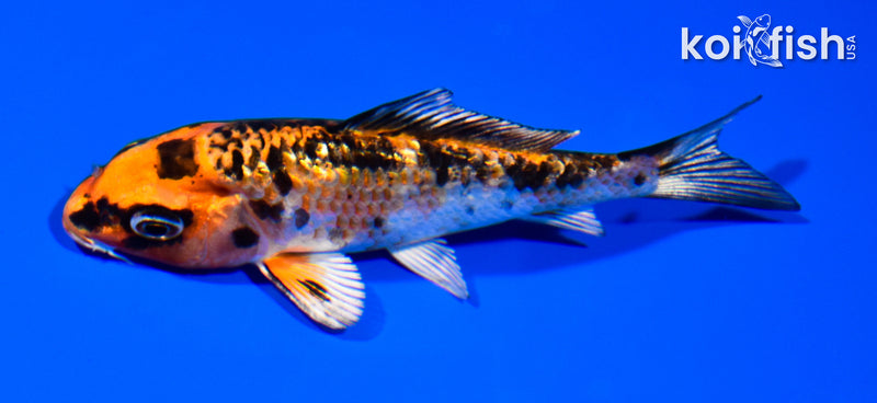 3.75" GINRIN YAMATO NISHIKI