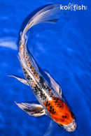 9" YAMATO NISHIKI BUTTERFLY