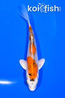 5.25" YAMATO NISHIKI