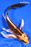 7" BENI KIKOKURYU BUTTERFLY