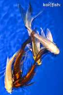 PACK OF (5) 5.25-5.75" BUTTERFLY KOI