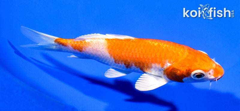 5.25" HARIWAKE