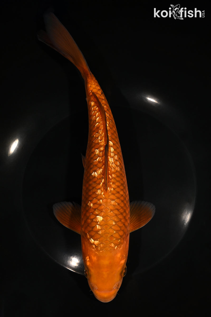 9.25" GINRIN CHAGOI
