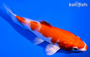 5.5" HARIWAKE