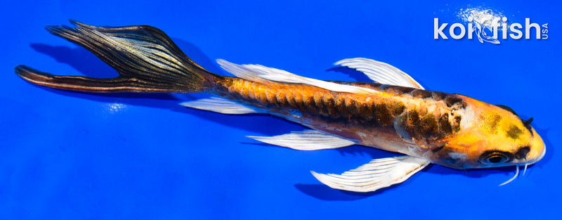 5.5" KIN KIKOKURYU BUTTERFLY