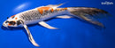 10.5" KUJAKU BUTTERFLY
