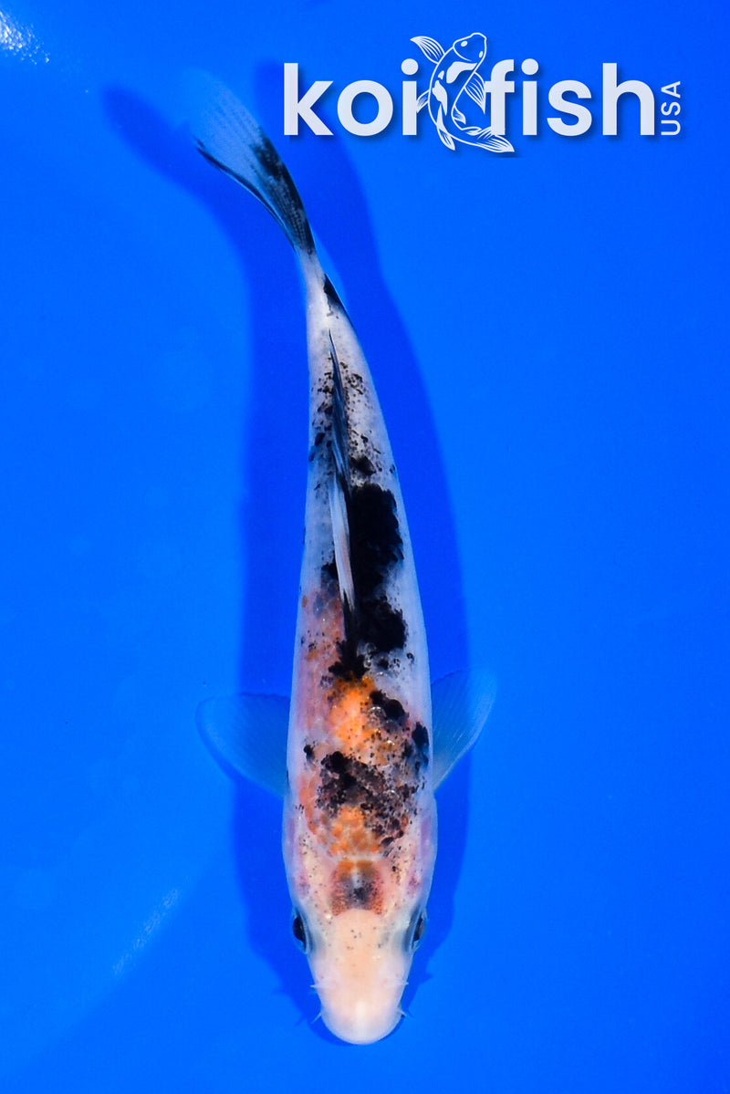 5.5" SANKE