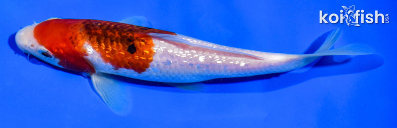 6.5" GINRIN GOROMO