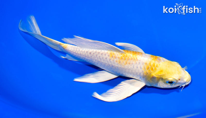 7.5" LEMON HARIWAKE BUTTERFLY