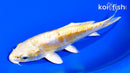 5.75" DOITSU LEMON HARIWAKE