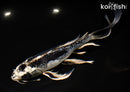 9.5" KIKOKURYU BUTTERFLY