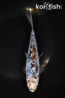 7.5" SHUBUNKIN GOLDFISH