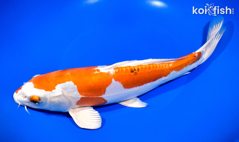 11.25" HEISEI NISHIKI