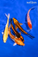 PACK OF (5) 4-5" STANDARD KOI