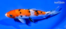 6.25" SANKE