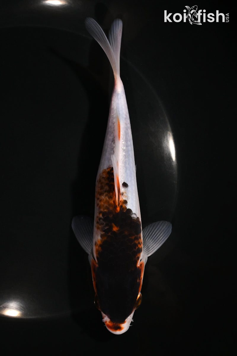 6.25" BUDO GOROMO