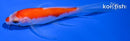 4" NIDAN KOHAKU BUTTERFLY