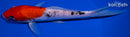7.75" DOITSU GOSHIKI