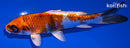 5.5" KUJAKU