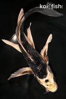 9" GINGA BUTTERFLY