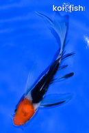 4.5" SANKE BUTTERFLY