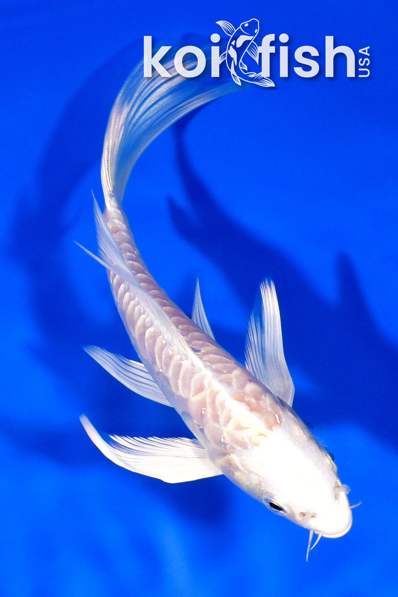 6" ARAGOKE KIKUSUI BUTTERFLY