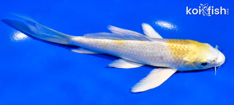 6" HARIWAKE BUTTERFLY