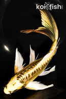 10.25" KIN KIKOKURYU BUTTERFLY