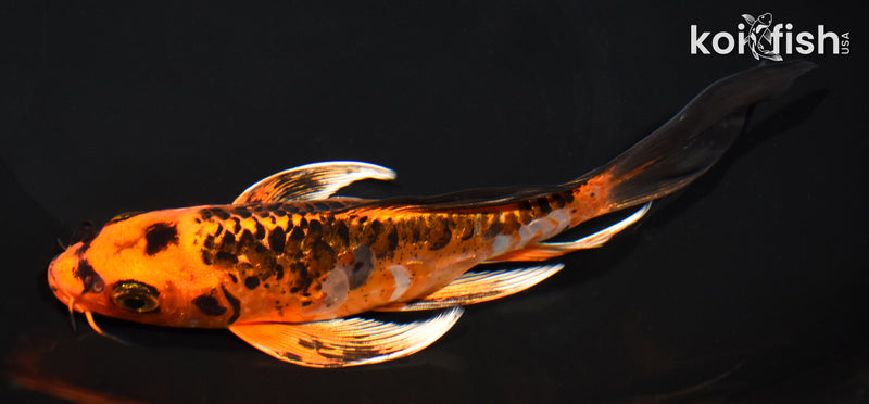 7.5" ARAGOKE BENI KIKOKURYU BUTTERFLY