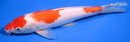 10.5" KOHAKU