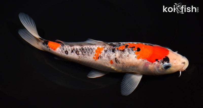 8.5" GOSHIKI