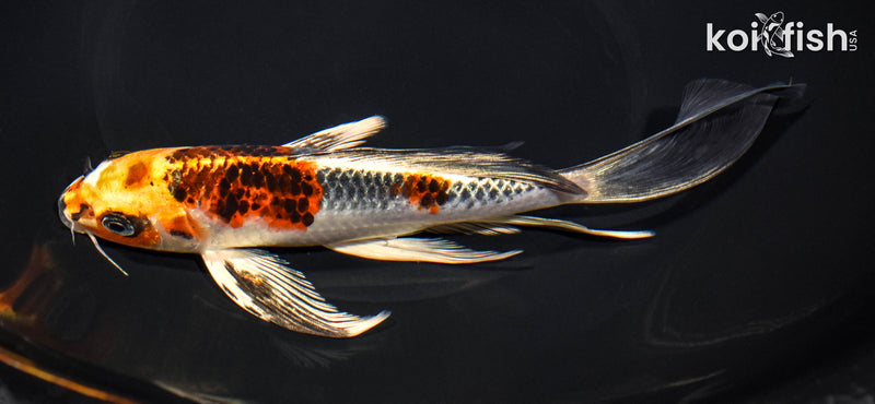 8.25" KUJAKU BUTTERFLY