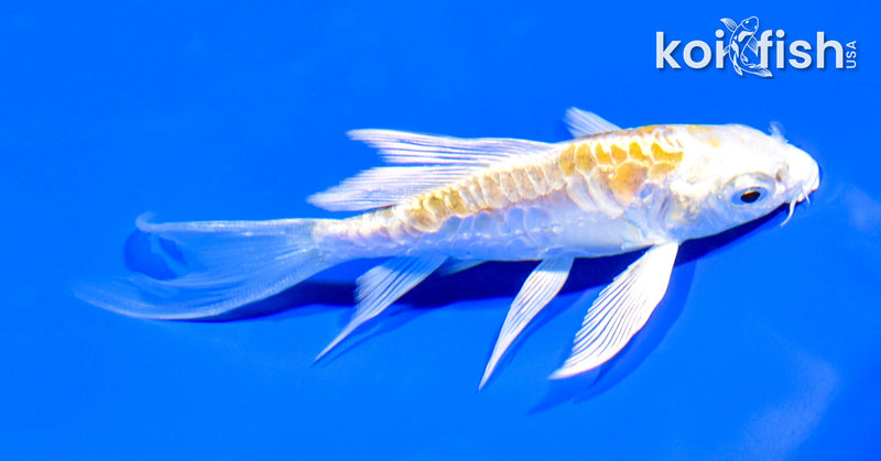 4" ARAGOKE HARIWAKE BUTTERFLY